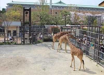 京都市動物園