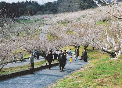 豊岡梅園