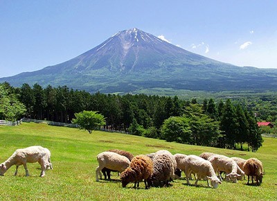 まかいの牧場