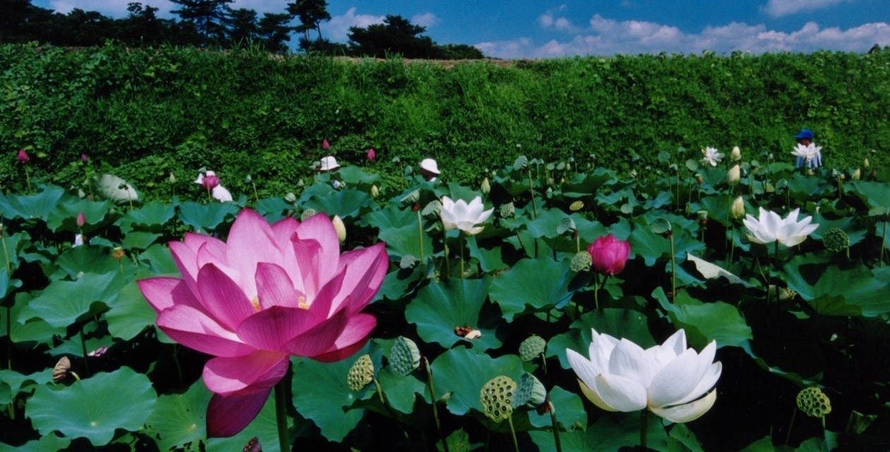 天幕城趾あかぼり蓮園