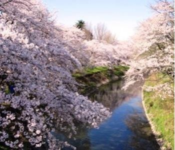 新境川堤の桜並木