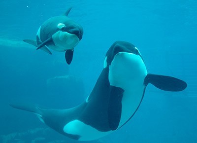 名古屋港水族館